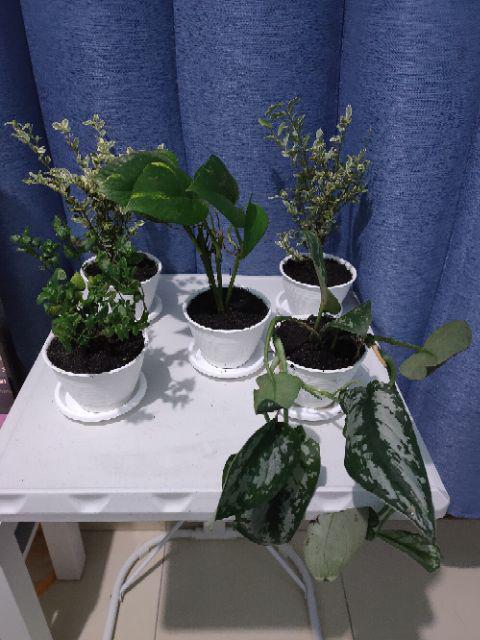 Krokot Curly - Krokot Keriting Tanaman Crocot Paku Payung