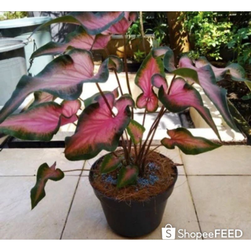 umbi caladium red mandova