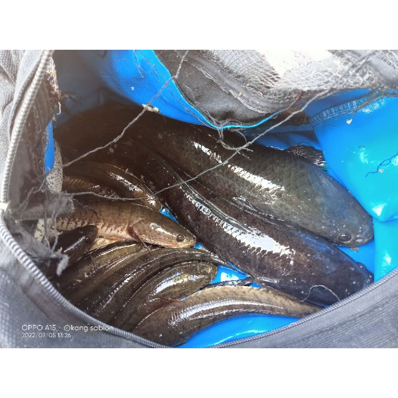 Tas terpal/tas casting/tempat ikan hidup/fishing bag/wadah bogo
