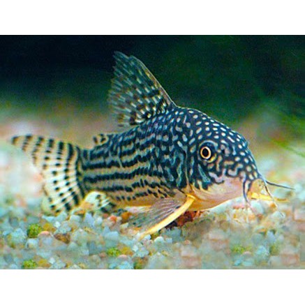 Ikan sapu-sapu corydoras sterbai pemakan lumut algae eater aquascape