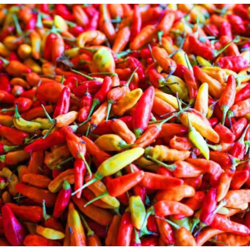 

CABE CAPLAK / CABE BURUNG100GR / SAYUR ONLINE