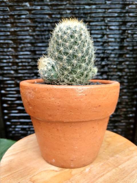 Tanamam Hias Kaktus Mammillaria Candida plus Pot Terakota Tanamam Hias Kaktus Mammillaria Candida plus Pot Terakota