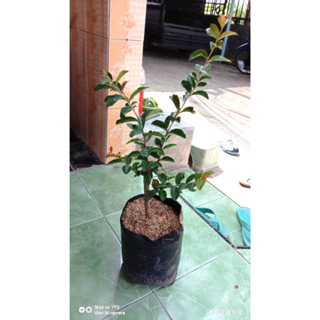 bibit bunga sakura lokal