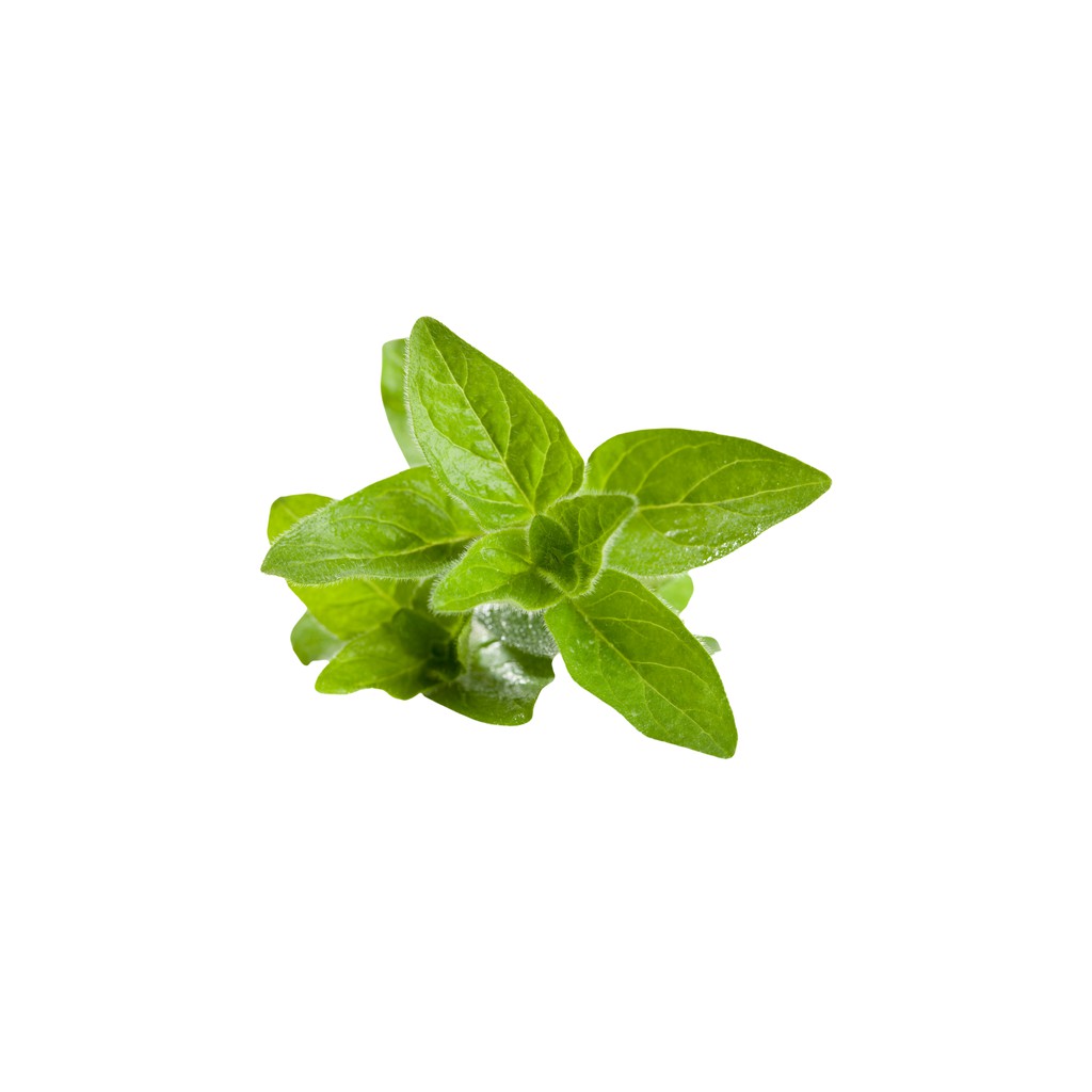

SAYUR ORGANIK Oregano