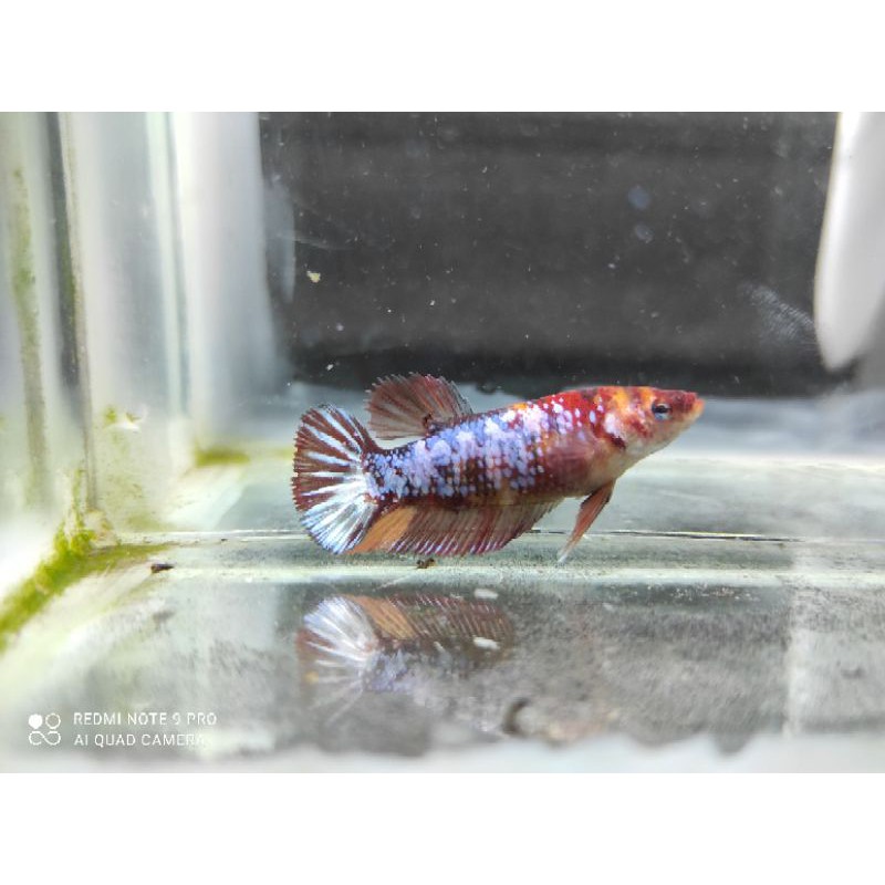 ikan cupang female giant multycolor