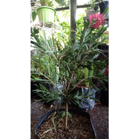 Bibit Bunga sikat botol