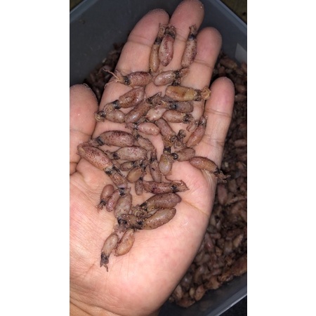 

baby cumi premium 1 kg