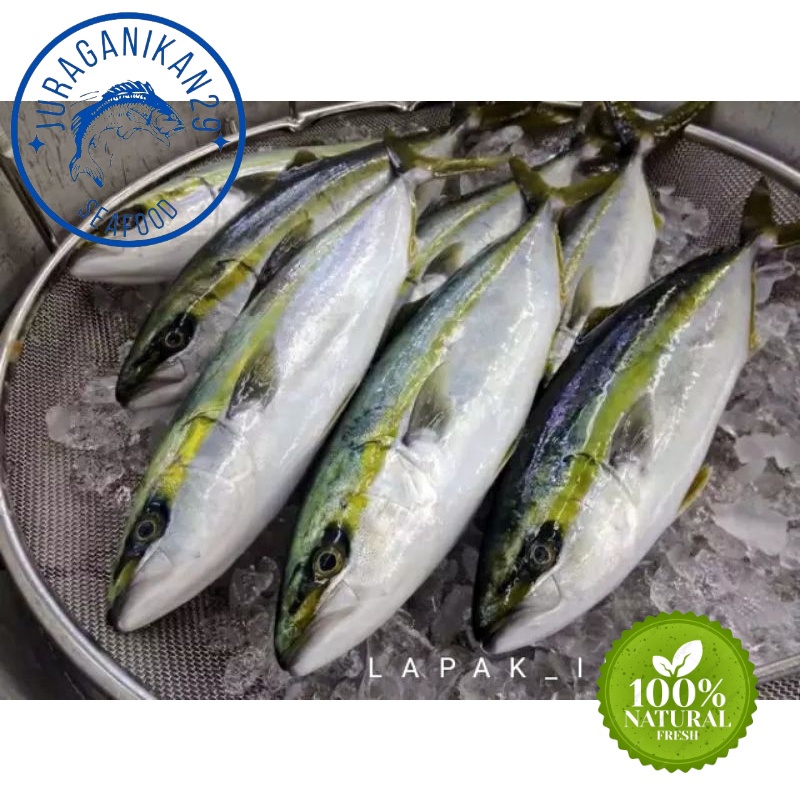 

Ikan Salem Segar 1~Kilogram