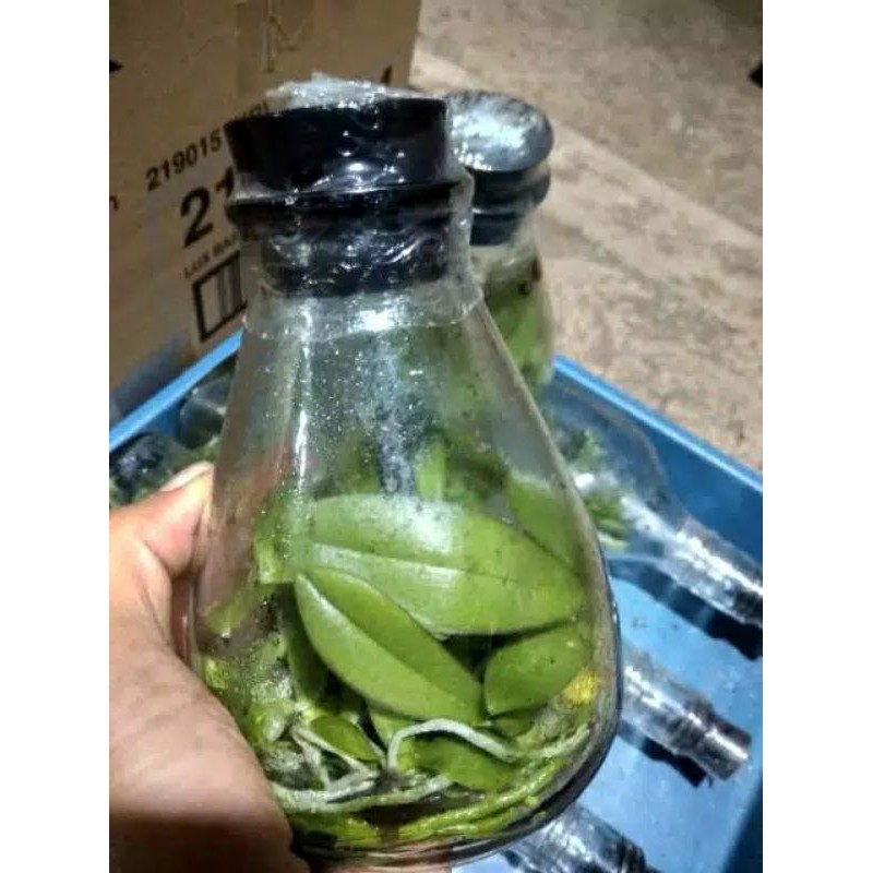 bibit botol labu anggrek bulan taiwan