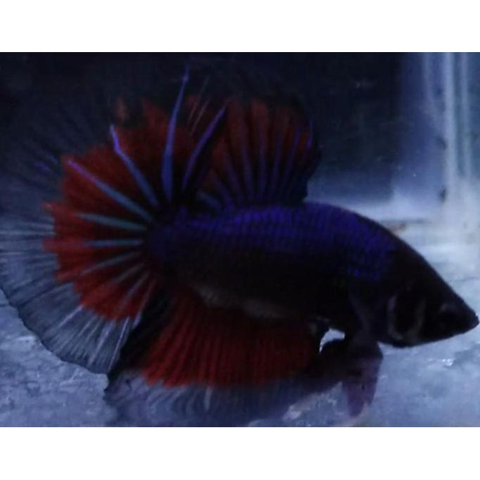 Promo Cupang Halfmoon Fancy, Hmfancy01
