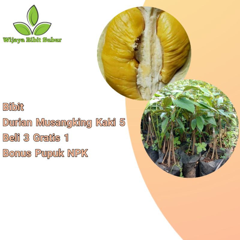 Bibit Tanaman Buah Durian Musangking Kaki 5 Asli-Bibit Durian Musangking-Bibit Durian Unggul