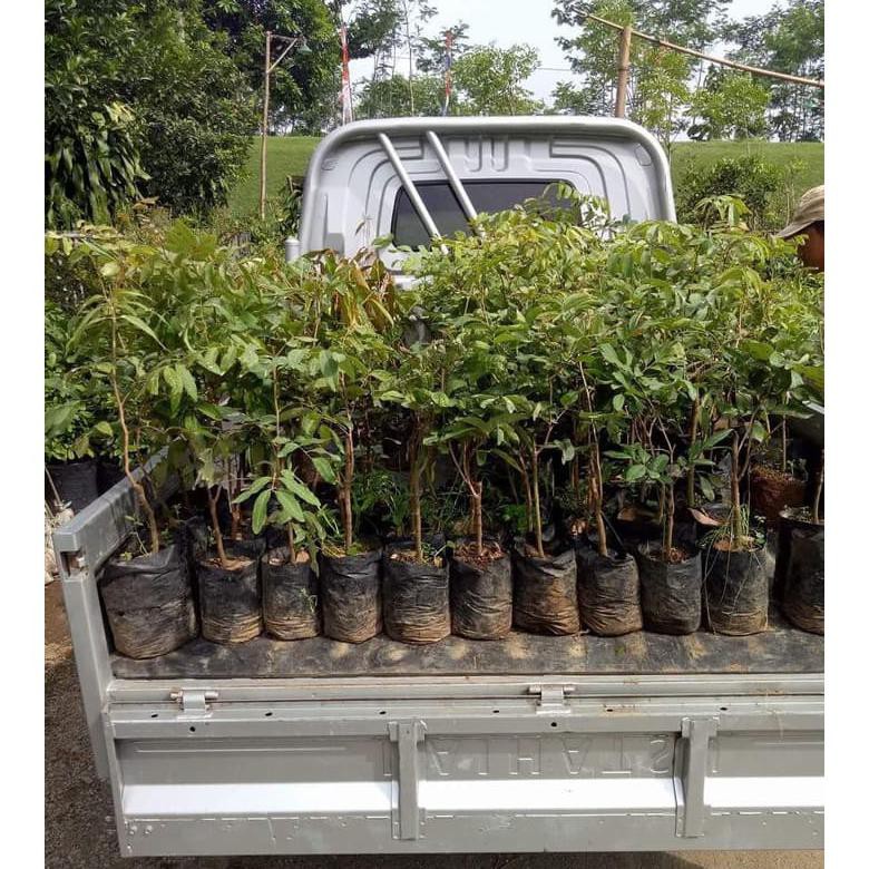 4 Bibit Buah Kelengkeng Pingpong Untuk Tabulampot *_@