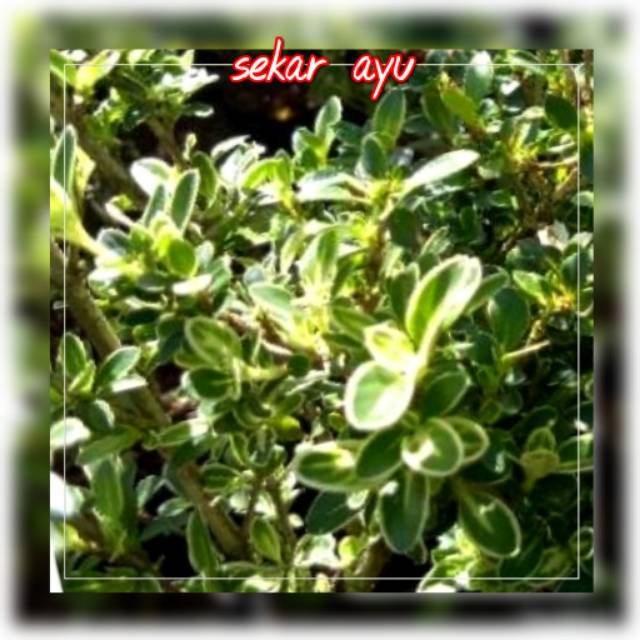 Bibit Bonsai Bunga  Hias Mirtyn.