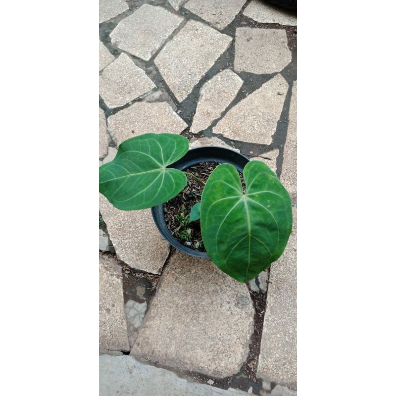 Anthurium Magnificum/Kuping Gajah Kalong