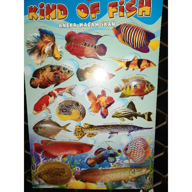 Poster Edukasi Anak Aneka Macam Ikan, mengenal Gambar Ikan Berwarna
