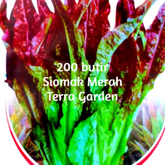 Benih Siomak Merah Biji Sayuran siomak Selada seeds