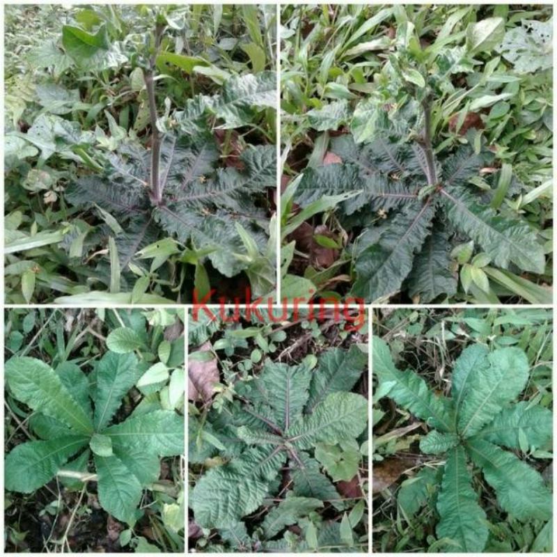 

Tapak Liman Segar Bisa untuk Bibit dan Obat Herbal
