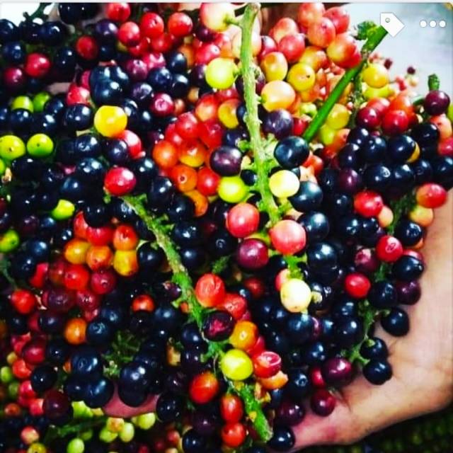 

Buah huni buni