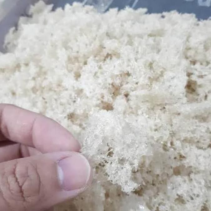 

Sarang Burung Walet Hancuran 100Gram