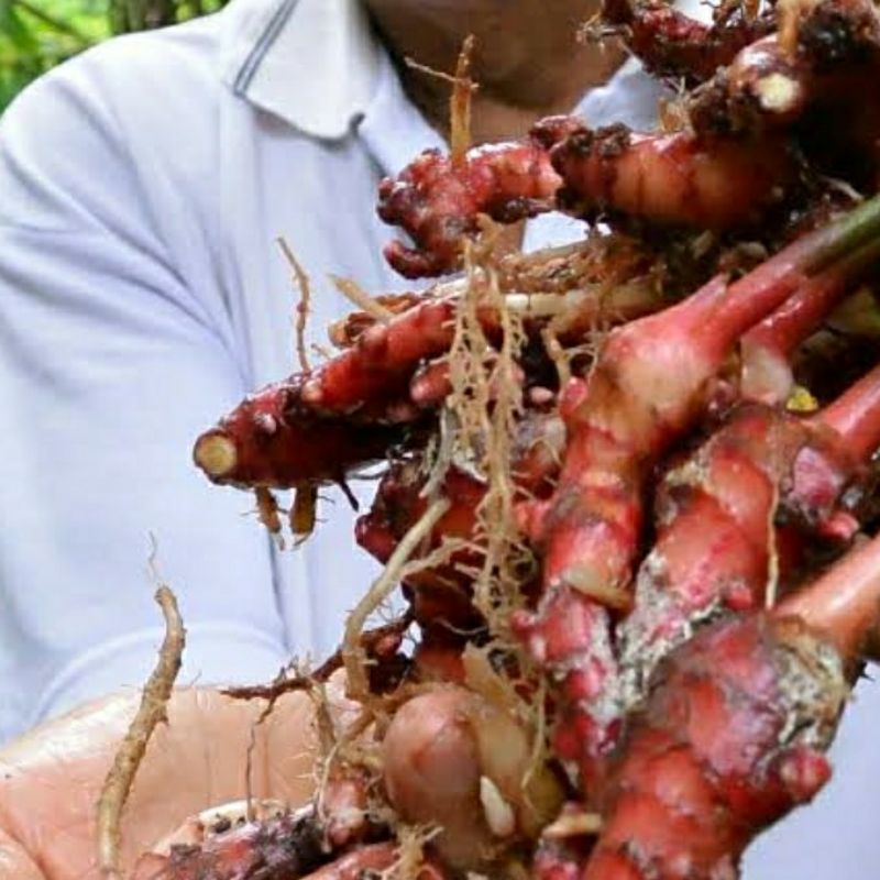 

jahe merah asli segar 500 gram
