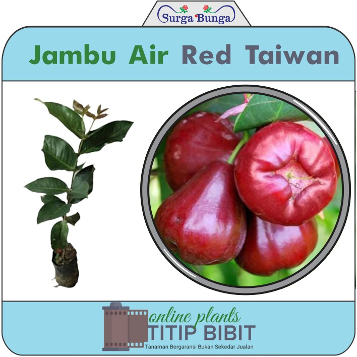 Tanaman Buah Jambu Air Red Taiwan BONUS Bibit Blackberry