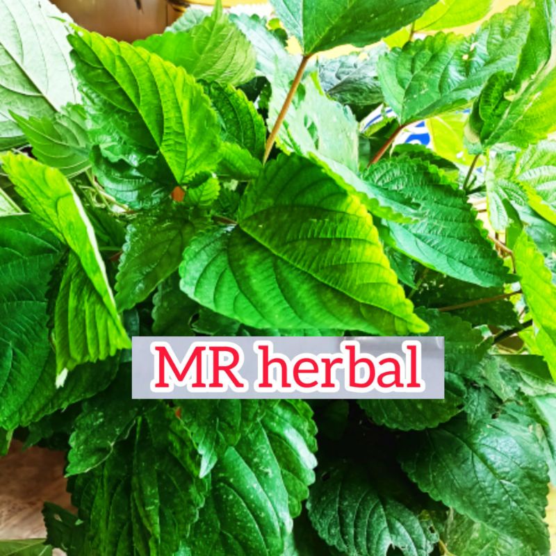 

Jual Dau jelatang daun gatal atau daun pulus segar 300 gram