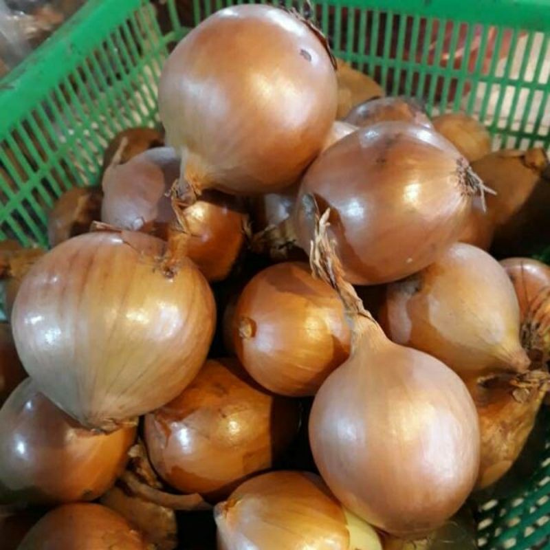 

Bawang BOMBAY