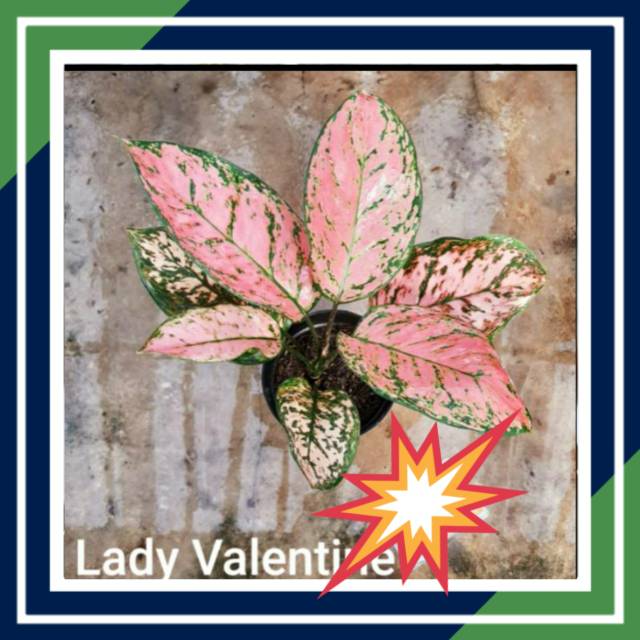 

[BISA COD] LEDY VALENTINE (Tanaman Hias Aglaonema /Aglonema Ledy Valentine)