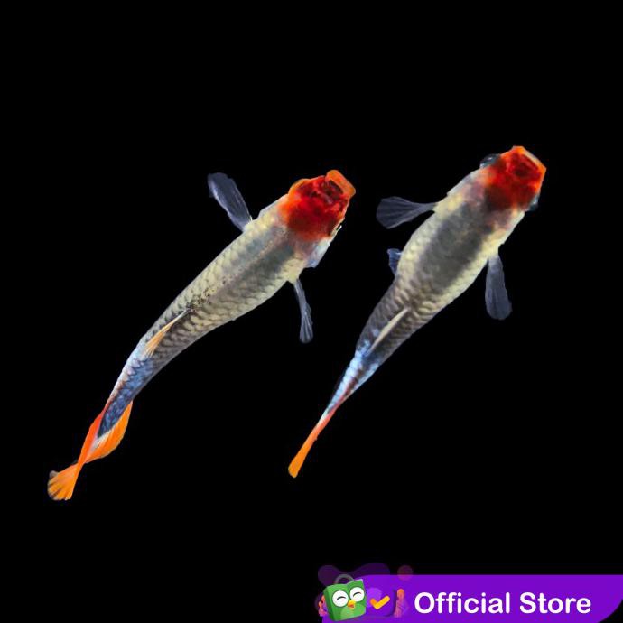 Terlaris Guppy Koi Tuxedo / Ikan Hias Air Tawar Aquascape - Jantan