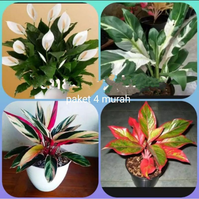 tanaman hias hidup 4 paket..anglonema lipsitik/spatu flm valigatha