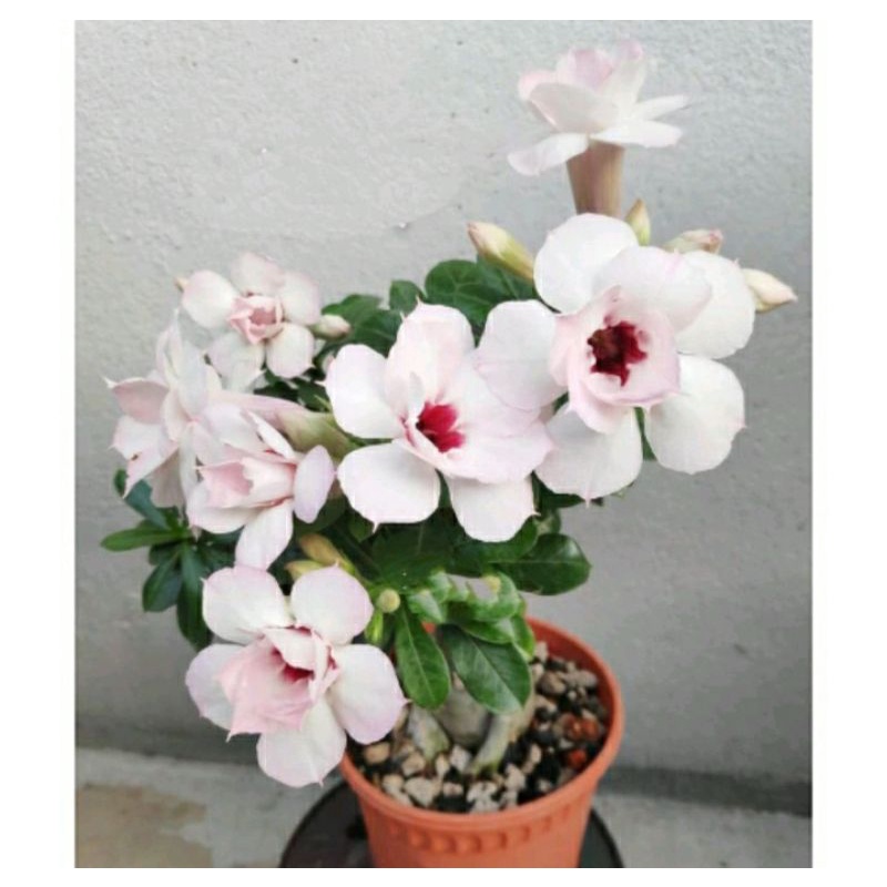Tanaman Hias Adenium Bunga Putih-Adenium Bunga Tumpuk Jepang Bunga Hidup