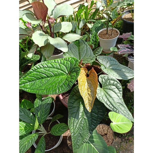 Anthurium sirih  jumbo tamanam hias indoor plants