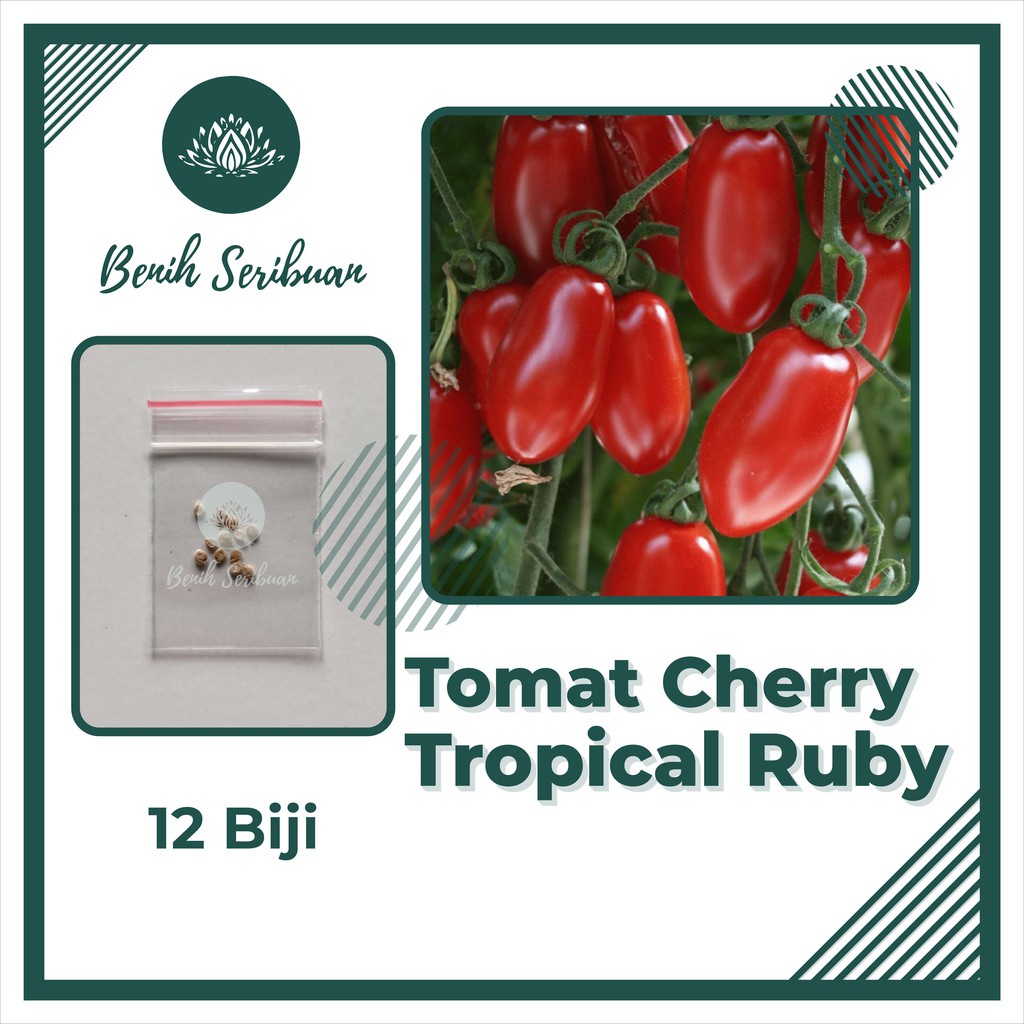 Benih Seribuan - 12 Bibit Sayuran Tomat Cherry Tropical Ruby F1 Hibrida