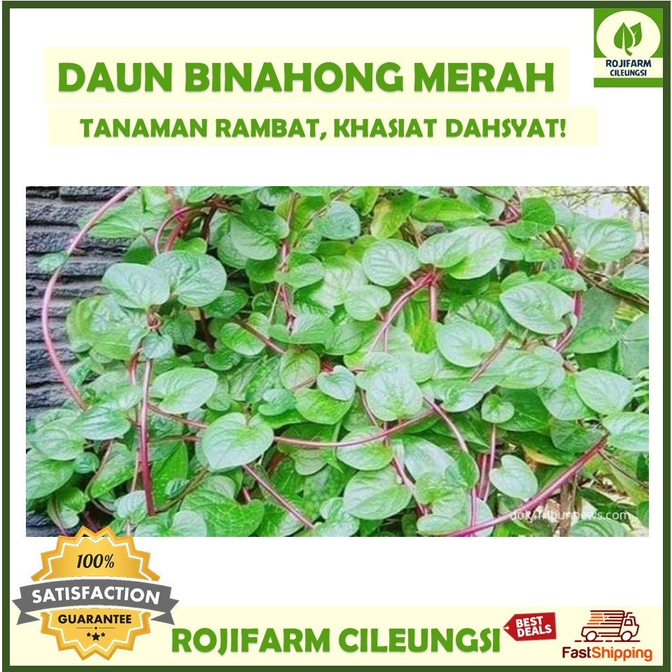 

Daun Binahong Merah Segar Premium Quality 1KG