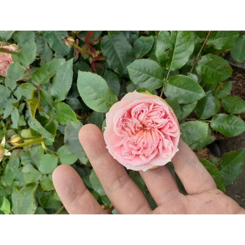 Mawar Import Charming Piano