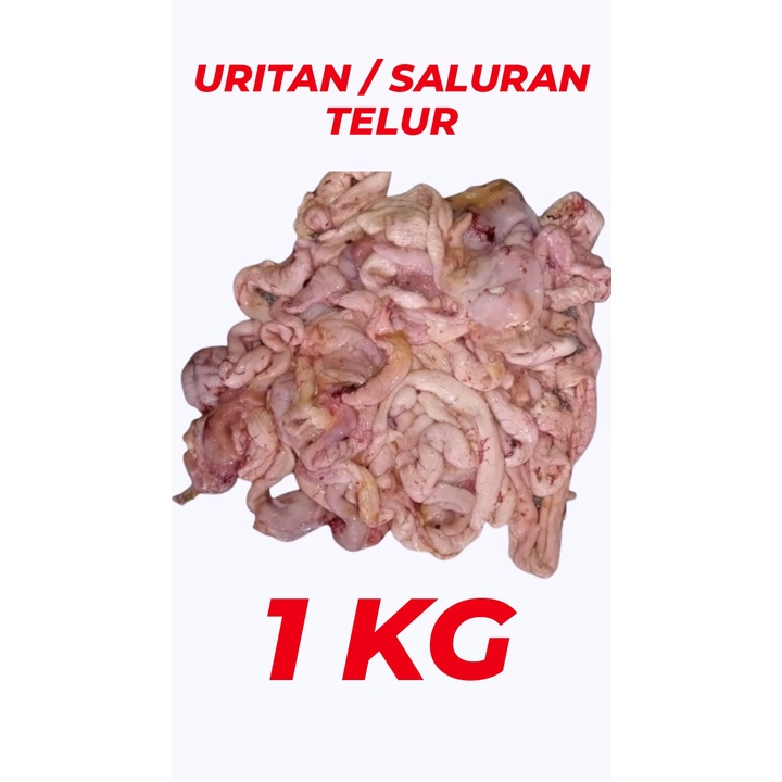 

URITAN / SALURAN TELUR / KANTUNG TELUR TERMURAH DAN KUALITAS TERBAIK