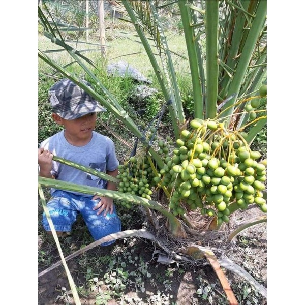 bibit tanaman kurma ajwa iklim tropis