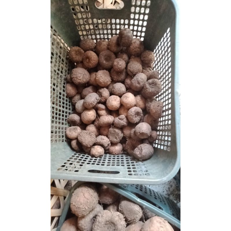 Bibit porang umbi murah