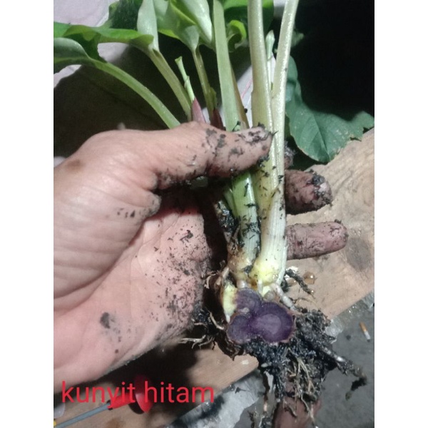 bibit kunyit hitam