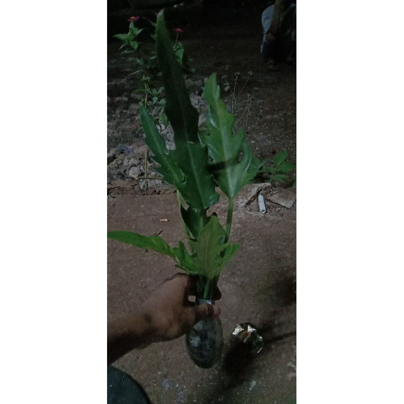 tanaman hias philo keris/philo gergaji