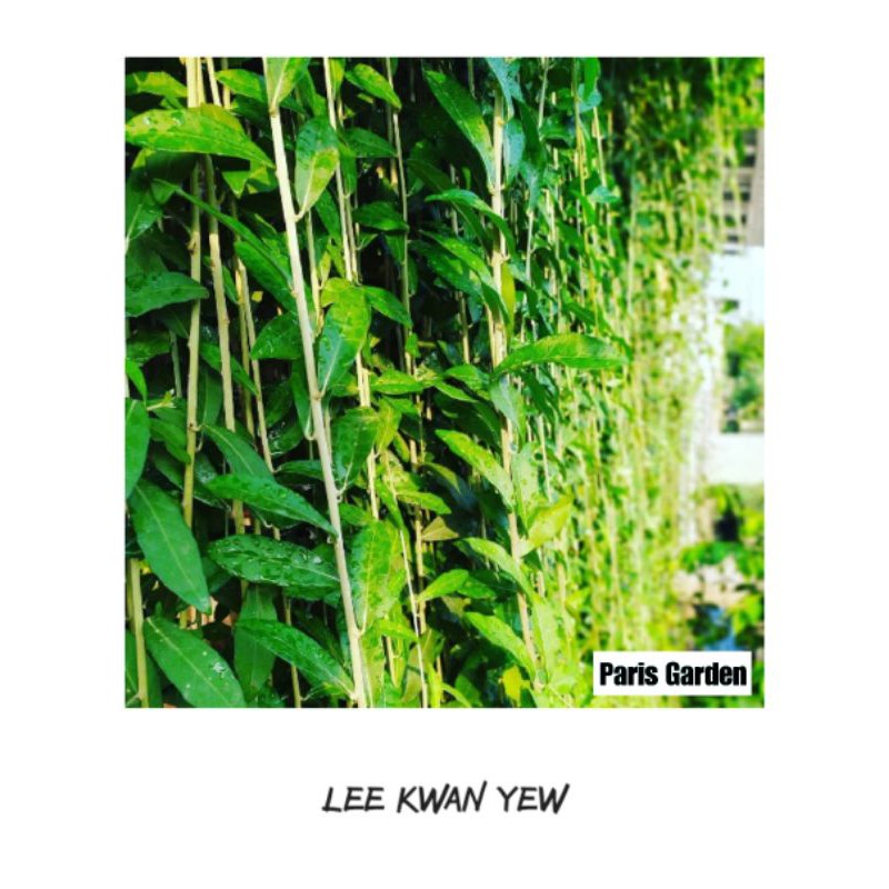 TANAMAN HIAS LEE KWAN YEW - TANAMAN MENJUNTAI LEE KWAN YEW - BIBIT LEE KWAN YEW TANAMAN LEE KWAN YU