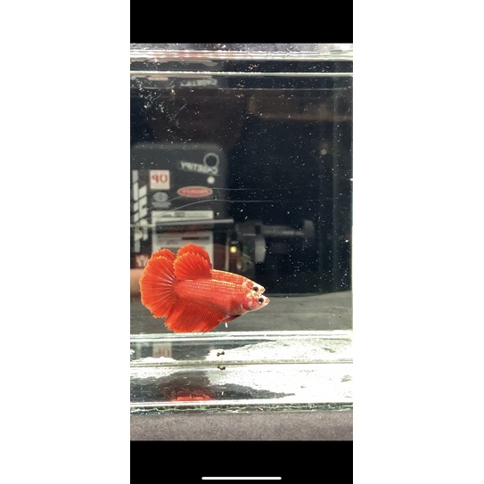 Ikan Cupang Betina Halfmoon Super Red