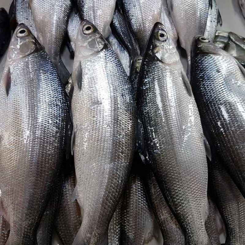 

bandeng ikan fres ( 1kg )