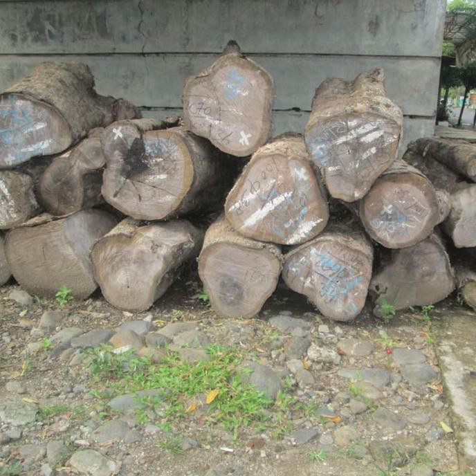 10 ONS BIJI BENIH KAYU JATI HYBRID SOLOMON SRD