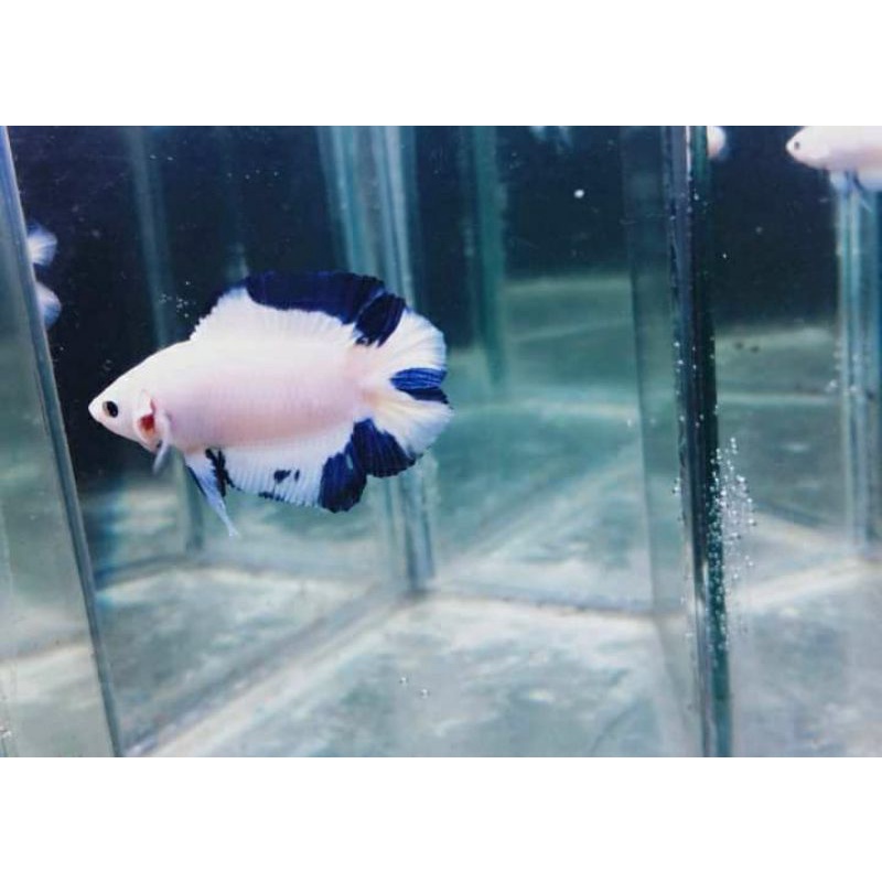 double tail blue rim