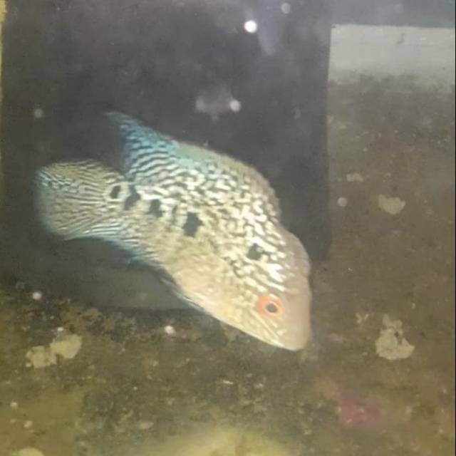 

Ikan Louhan KSRD Ori 100%