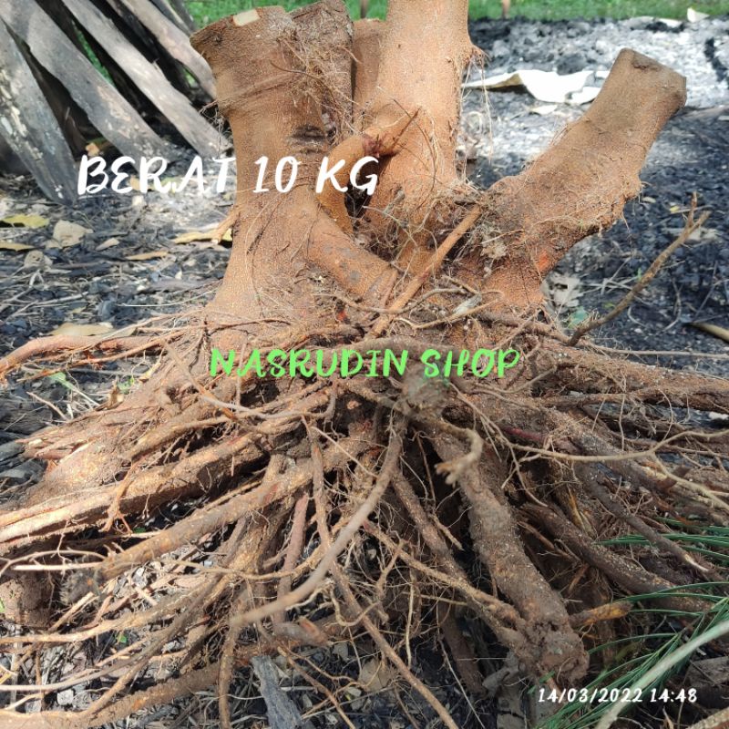BAHAN BONSAI KALIANDRA 7-10KG / BIBIT KALIANDRA BONGGOL UKURAN BESAR