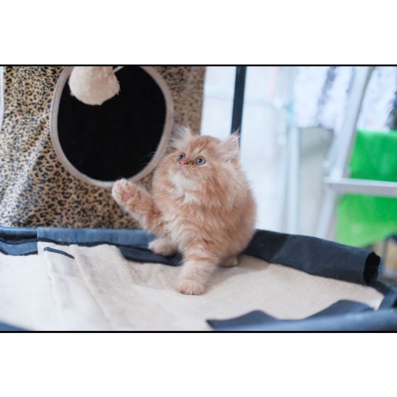 kucing persia / flatnose / peaknose/ himalaya / ragdoll /anggora