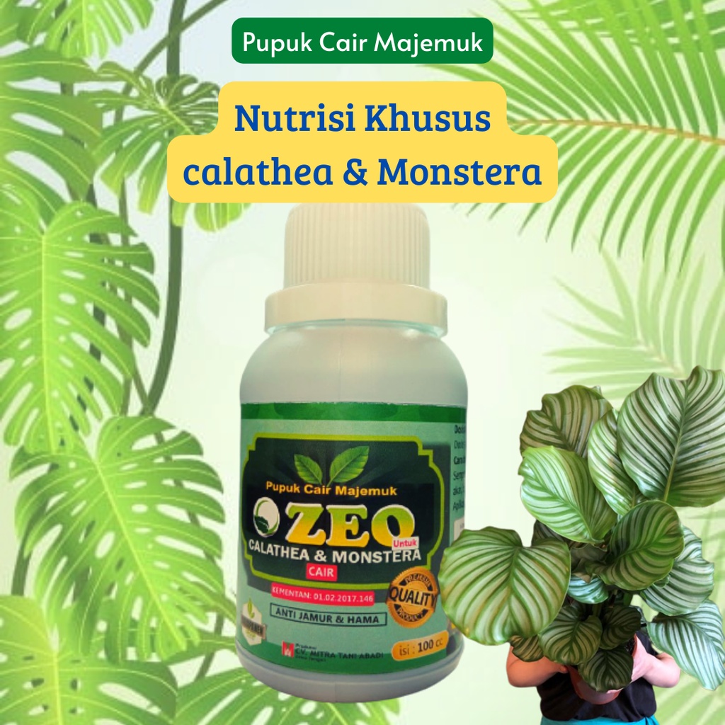 pupuk cair janda bolong, Nutrisi MONSTERA Gendut, ZEO PUPUK CAIR MAJEMUK Untuk monstera Adansoni Var