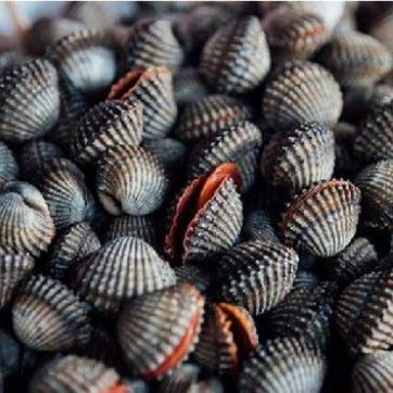 

kerang darah 500 gram - kualitas super frozen